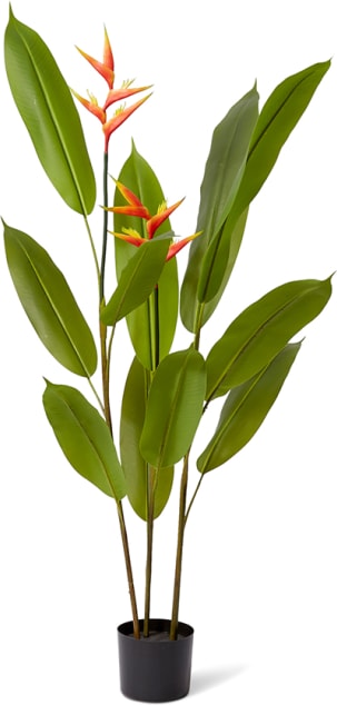 Heliconia Flowering Plant - 70 x 70 x 140cm
