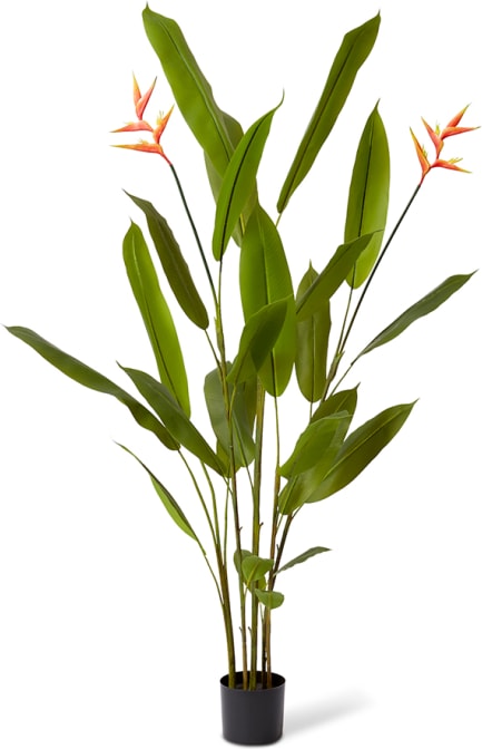 Heliconia Flowering Plant - 80 x 80 x 180cm