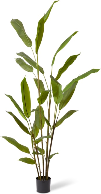 Heliconia Plant - 80 x 80 x 210cm