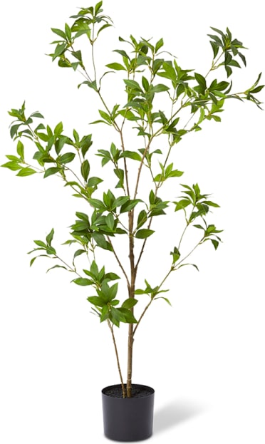 Pieris Japonica Tree - 60 x 60 x 120cm