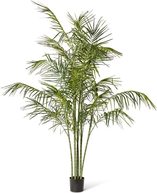 Cane Palm - 160 x 160 x 220cm color Green