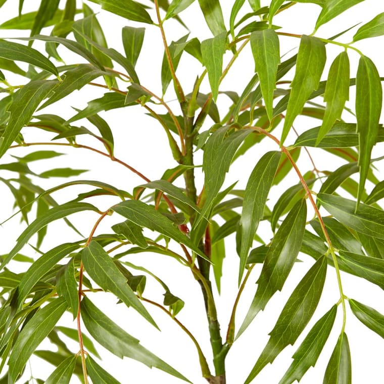 Mahonia Tree - 100 x 100 x 180cm color Green