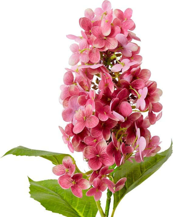 Cone Hydrangea  - 20 x 20 x 75cm color Pink