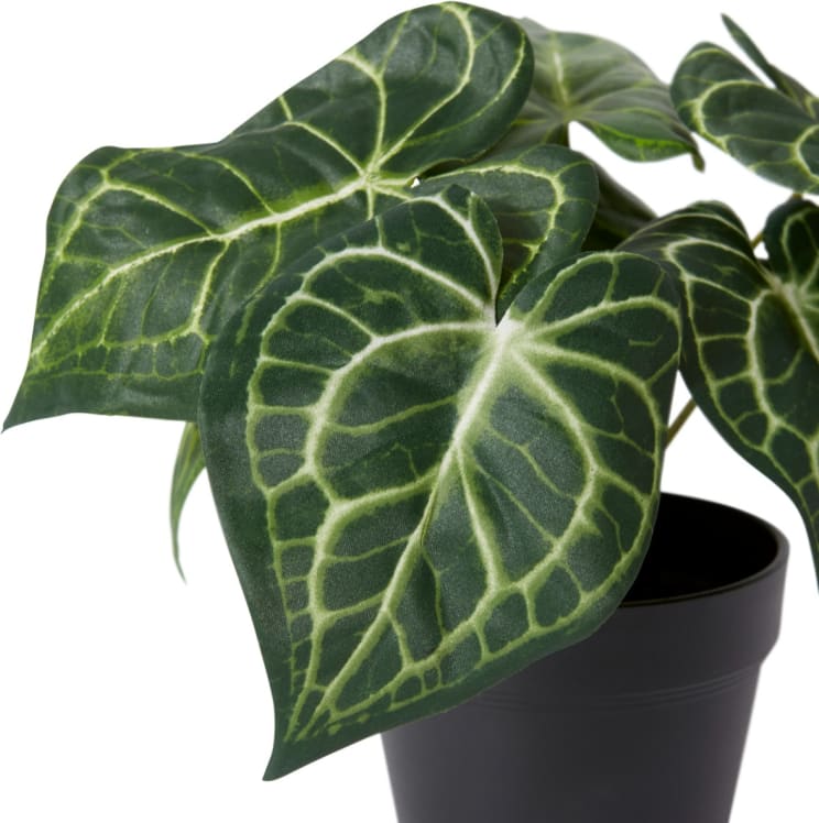 Anthurium Plant Potted - 24 x 24 x 23cm 