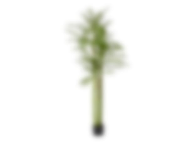 Palm Cabada Potted Plant - 210cm color Green