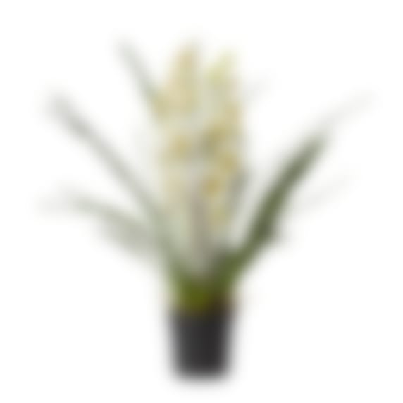 Cymbidium Plant Potted - 60cm x 60cm x 102cm 