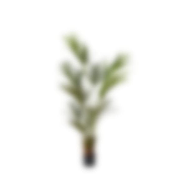 Kentia Palm Potted Tree Green - 55cm x 55cm x 180cm color Green