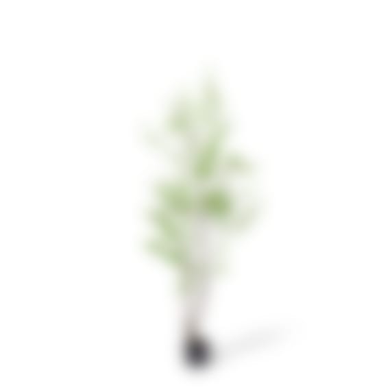 Pieris Potted Tree Green - 90cm x 90cm x 180cm color Green