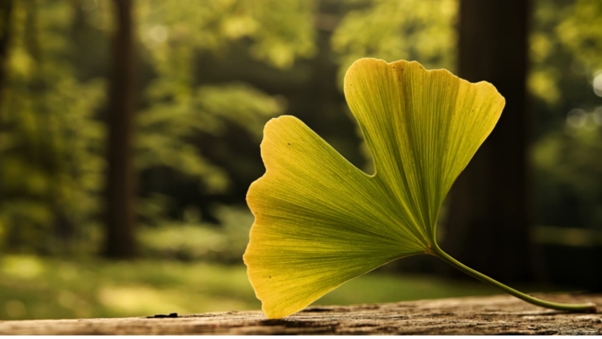 Healthy Aging and Geriatrics
