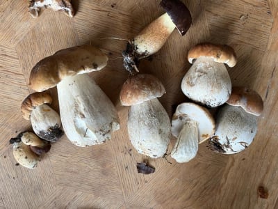 Campesina - The Woodland Feast