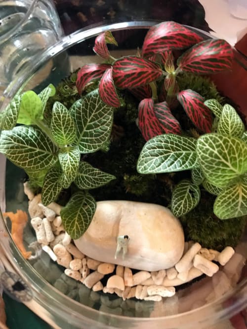 Terrarium Masterclass 