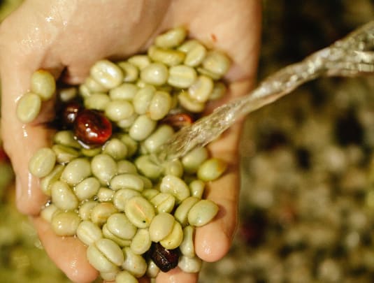 SCA Green Coffee Intermediate