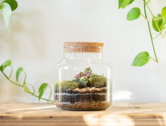 Terrarium Masterclass 