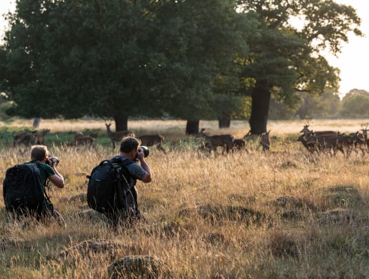 Wildlife Photography Workshop in Richmond Park at Sunset