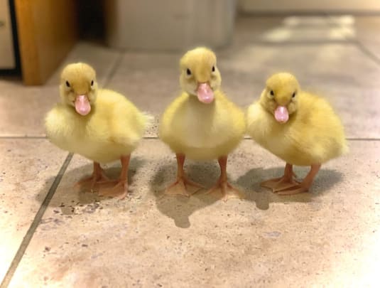 🐥 Ducklings Workshop 🐥 