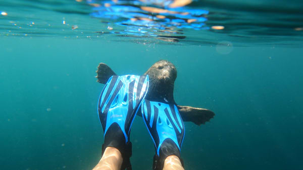 Explore Lundy with Seals