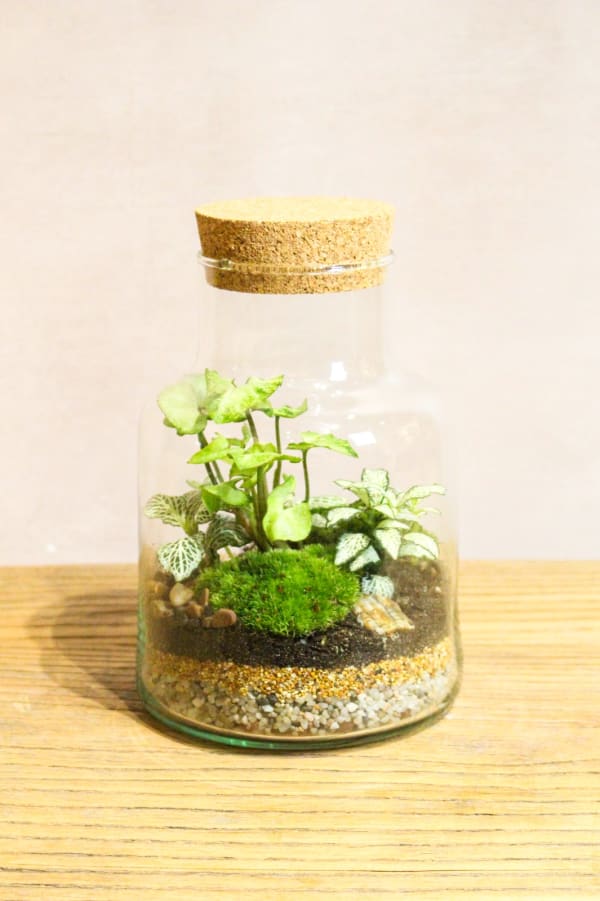 Terrarium Workshop - Slim Cork Jar