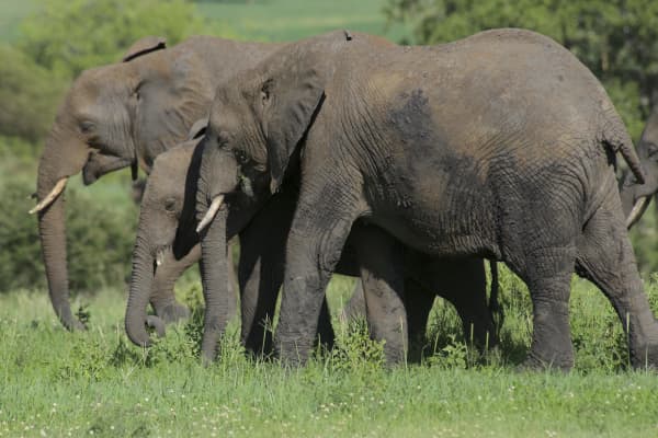 3 Days Tanzania Safari
