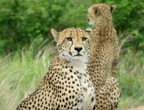 10 Days Kilimanjaro Climb & Tanzania Safari