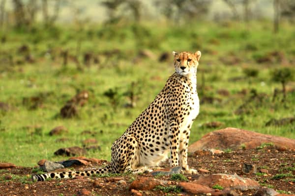 14 Days Kilimanjaro, Safari & Zanzibar