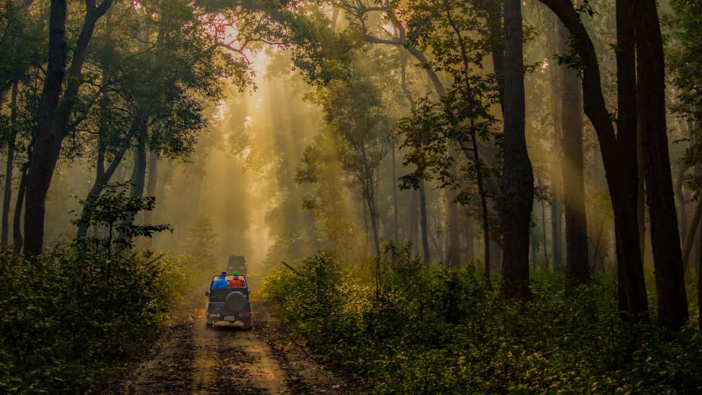 Wildlife Safari in Jim Corbett