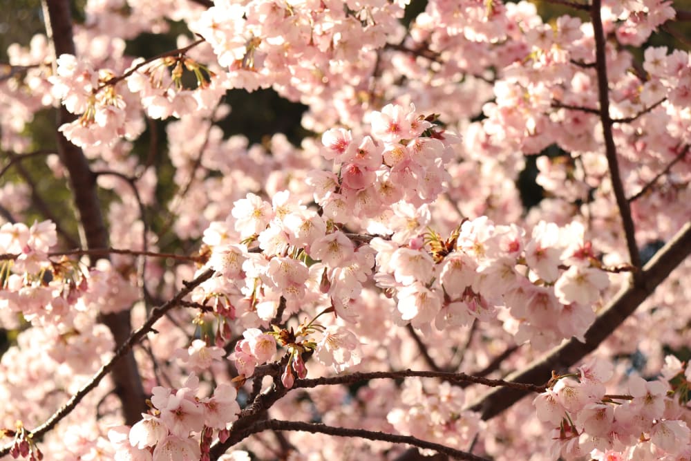 Japan cherry blosssom 2027