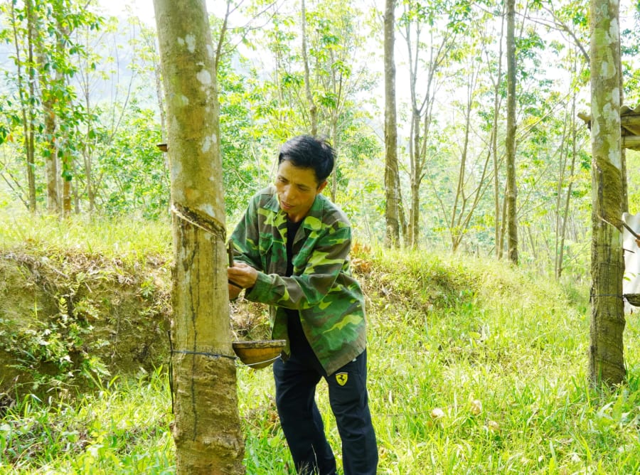 Nam Trạch là địa phương có nhiều diện tích rừng trồng - Ảnh: L.M
