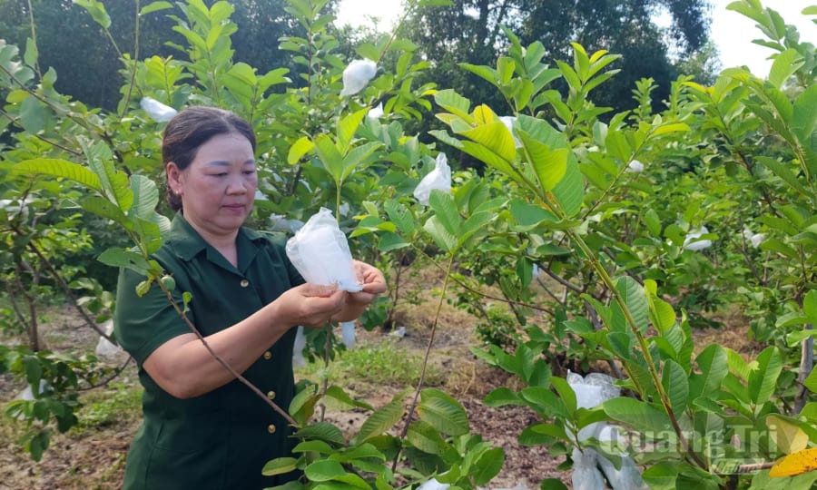 Nữ CCB Cao Thị Lan trong vườn cây ăn quả trĩu trịt của mình - Ảnh: T.L