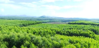 Đông Hà: Chống cháy, phát triển lâm nghiệp bền vững song hành Phường Đông Hà: Phòng, chống cháy rừng gắn với phát triển lâm nghiệp bền vững