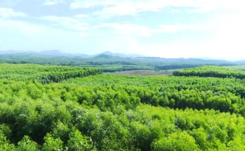 Đông Hà: Chống cháy, phát triển lâm nghiệp bền vững song hành Phường Đông Hà: Phòng, chống cháy rừng gắn với phát triển lâm nghiệp bền vững
