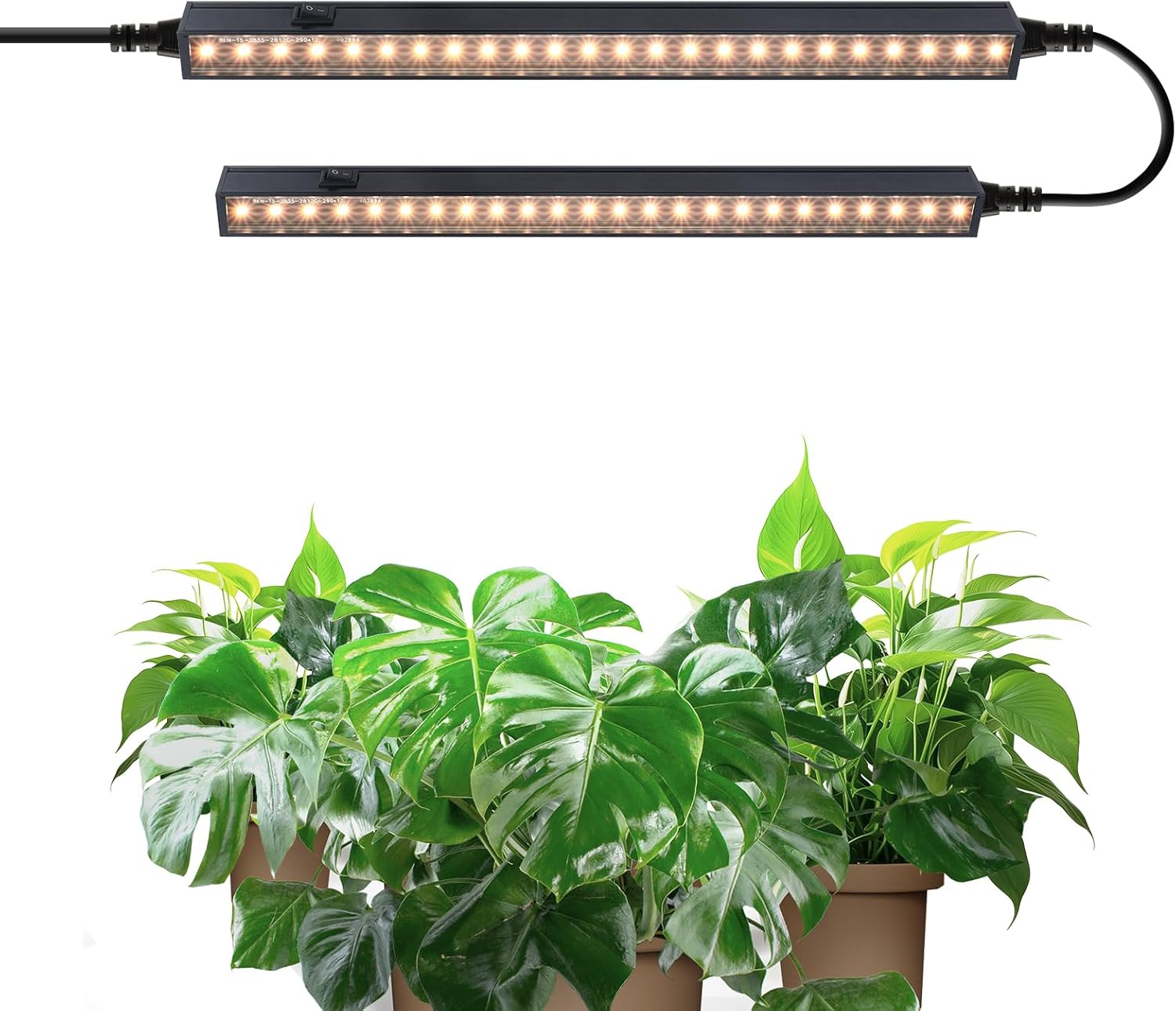 Barrina Lampe Plante