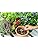 Vue 2 de Rr Shop Mycorhizes Naturelles