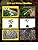 Vue 3 de Rootmax Champignons Mycorhiziens