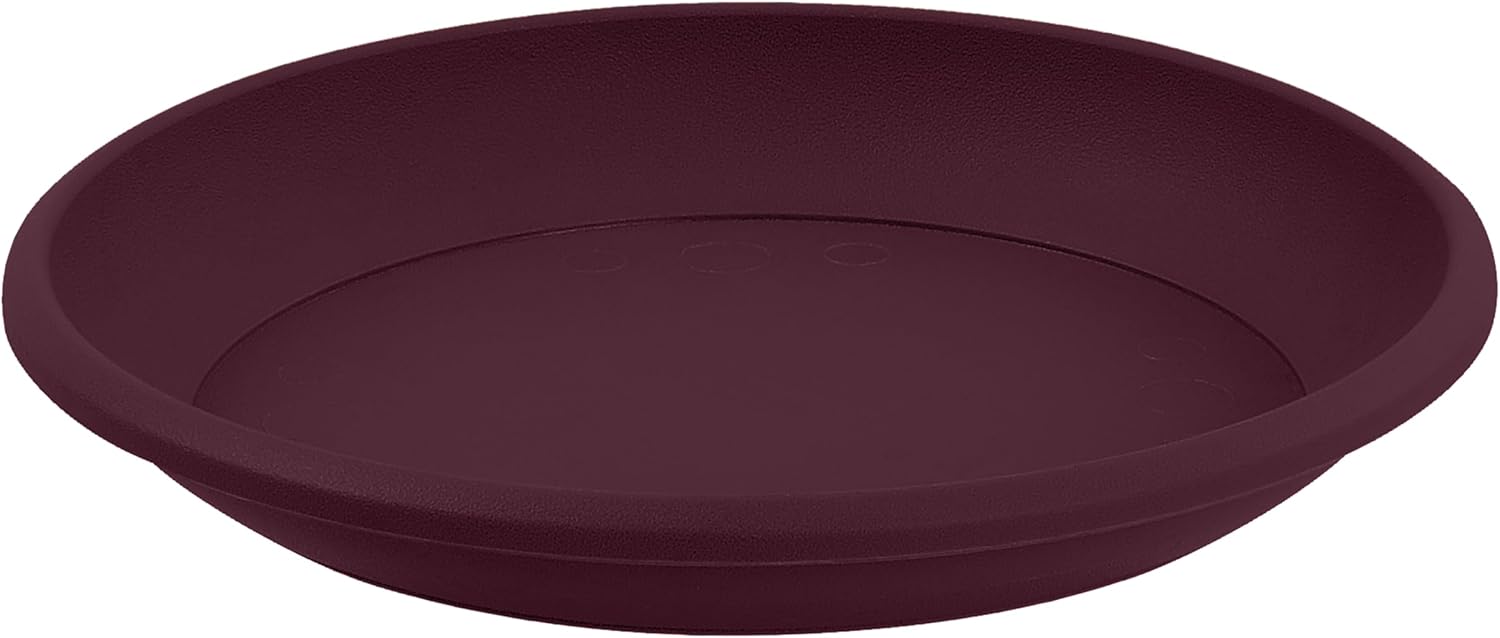 Eda Soucoupe Universelle