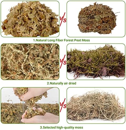 Vue 6 de Sphagnum Moss Et