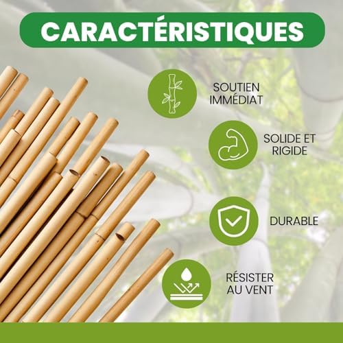 Vue 2 de Plantawa Tuteur Bamboo Cm
