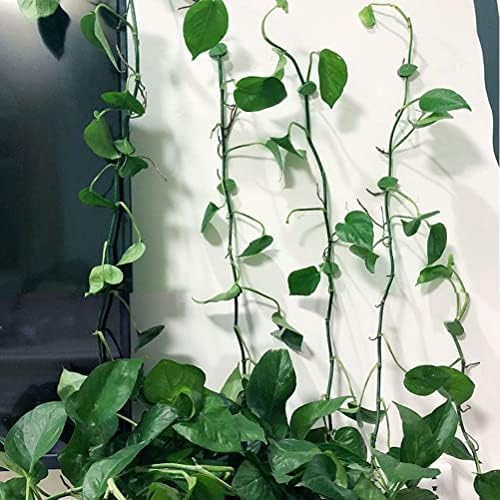 Vue 6 de Pieces Clip Plante Grimpante