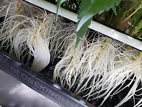 Vue 2 de Clone King Site Aeroponic