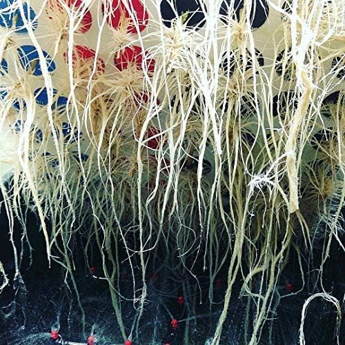 Vue 3 de Clone King Site Aeroponic