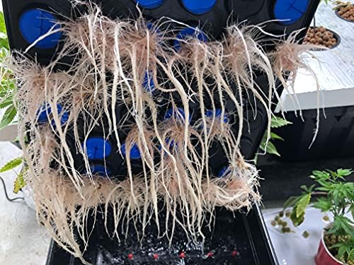 Vue 4 de Clone King Site Aeroponic