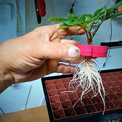 Vue 5 de Clone King Site Aeroponic