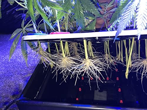 Vue 6 de Clone King Site Aeroponic