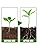 Vue 3 de Poudre Denracinement Pour Boutures
