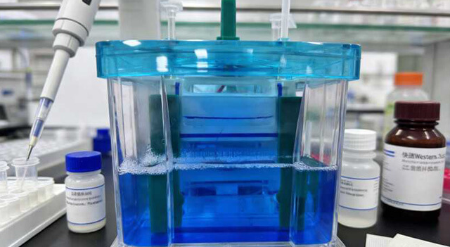 Western Blot