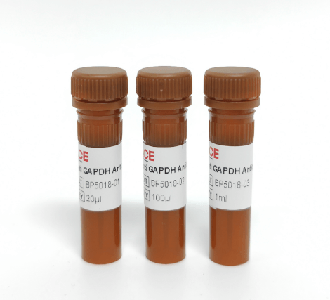 Anti GAPDH Antibody
