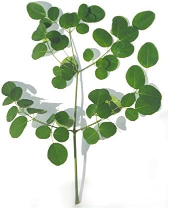 Vue 5 de Moringa Bio Sachet