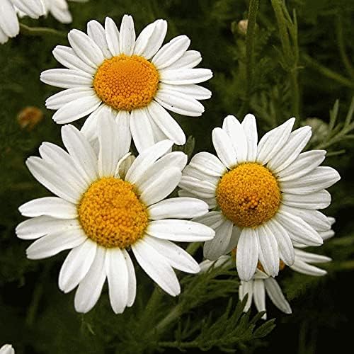 Vue 4 de Fleurs De Camomille Romaine