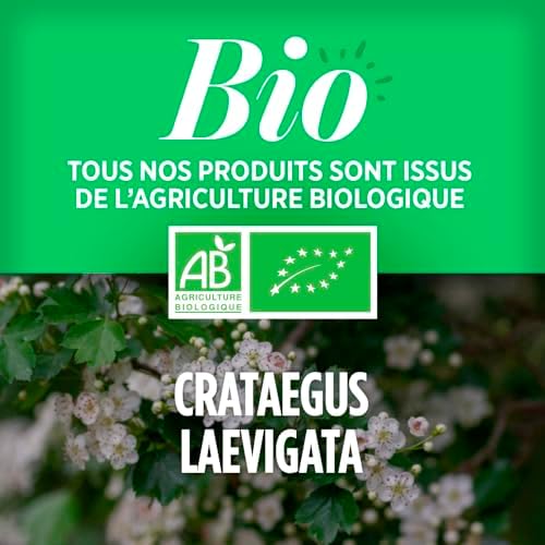 Vue 4 de Aubepine Bio Crataegus Laevigata