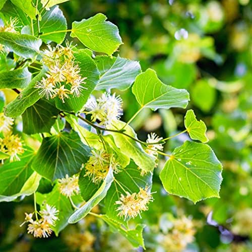 Vue 5 de Dherbes En Epices Aubier