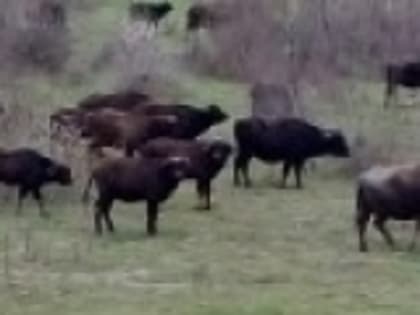 В РД завершается строительство крупной буйволиной фермы